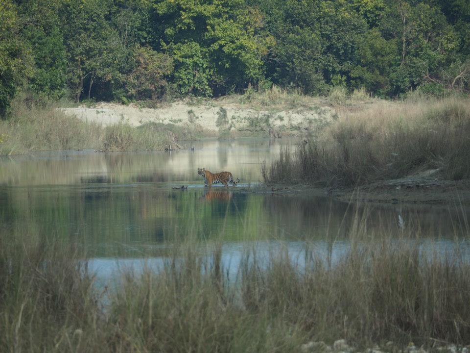 Bardiya National Park (80-150)masl