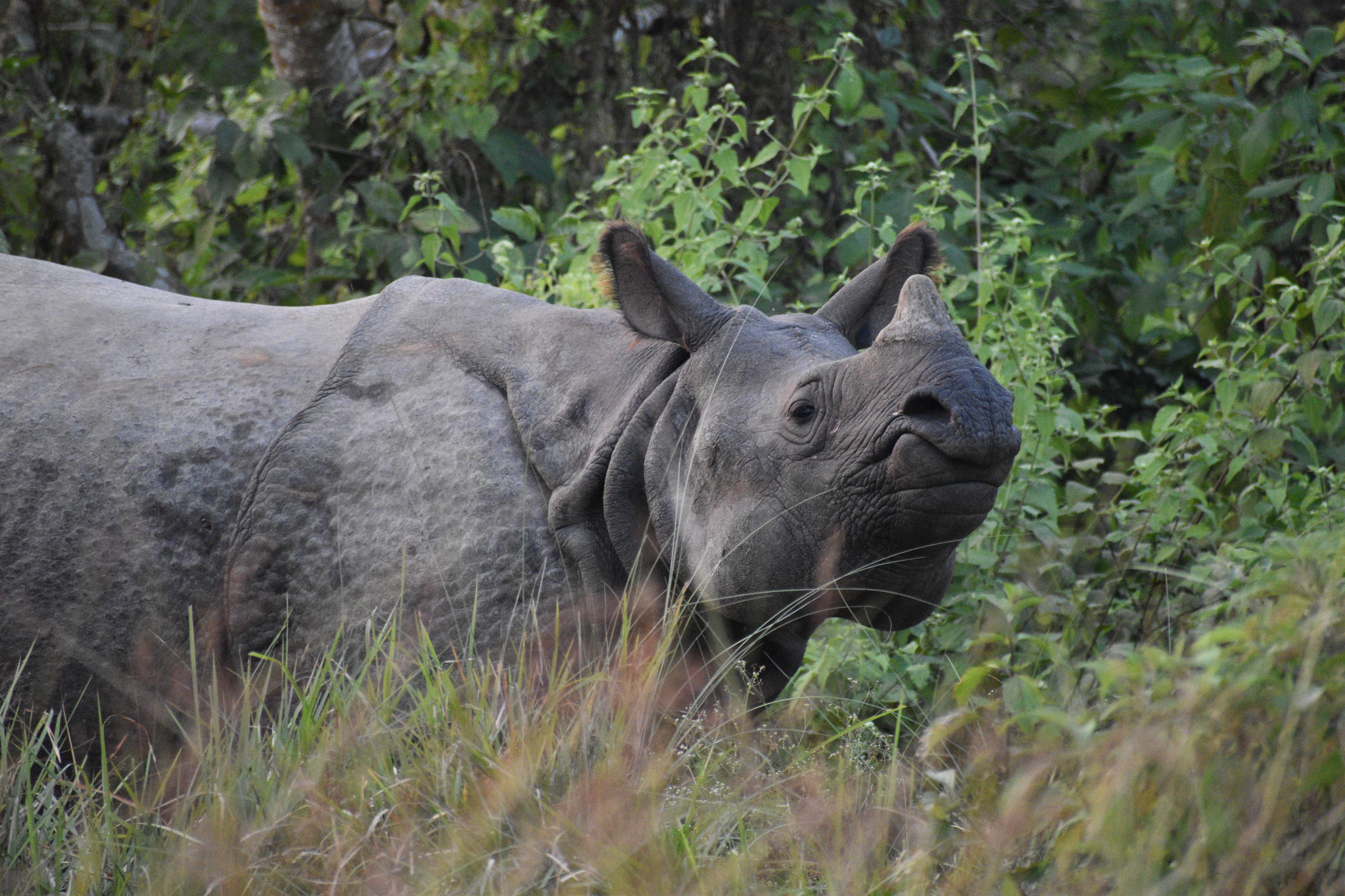 Chitawan National Park (200 meter above sea level)