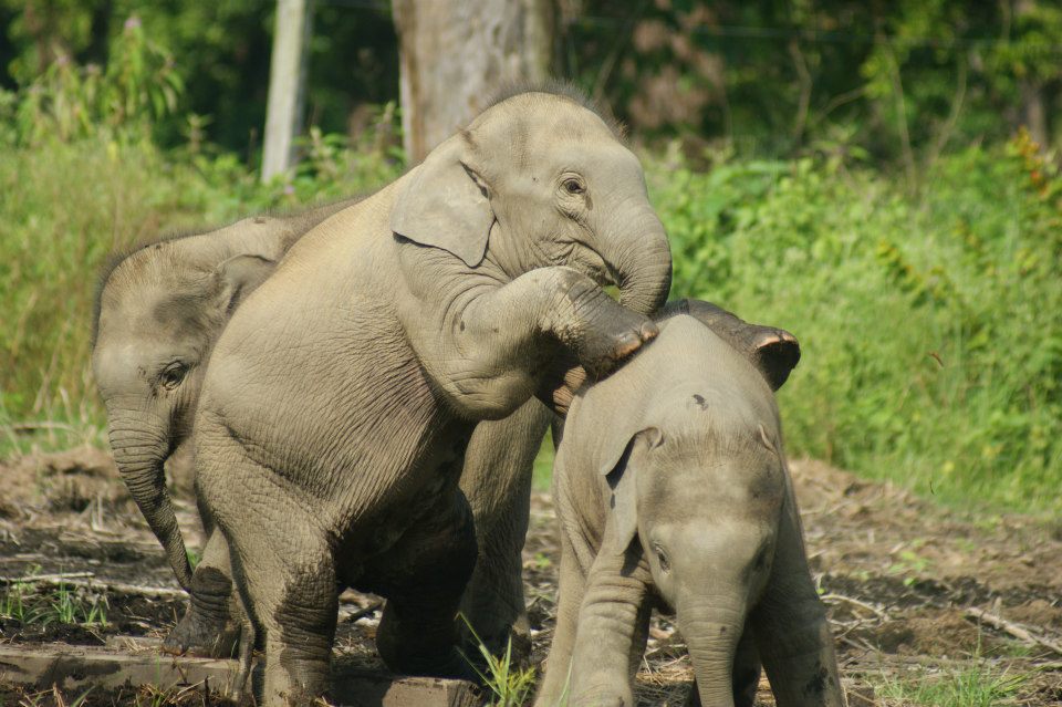Chitawan National Park (200 meter above sea level)